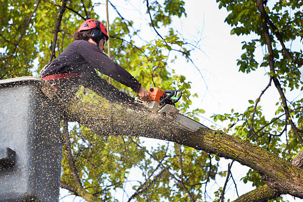 The Steps Involved in Our Tree Care Process in Lake Helen, FL